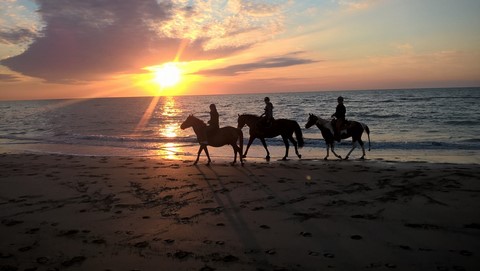centre équestre blonville sur mer cheval poney promenade plage écuries de blonville deauville villers sur mer normandie #cheval #blonvillesurmer #poney #centreequestre #deauville #deauvillecheval
