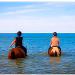 BAIGNADE CHEVAL BLONVILLE deauville cours stage deauville trouville villers loisir