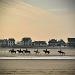 horse morning vibes