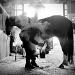 marechal ferrant au centre equestre de blonville