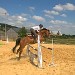 centre équestre blonville sur mer cheval poney promenade plage écuries de blonville deauville villers sur mer normandie #cheval #blonvillesurmer #poney #centreequestre #deauville #deauvillecheval