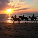 centre équestre blonville sur mer cheval poney promenade plage écuries de blonville deauville villers sur mer normandie #cheval #blonvillesurmer #poney #centreequestre #deauville #deauvillecheval