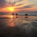 centre équestre blonville sur mer cheval poney promenade plage écuries de blonville deauville villers sur mer normandie #cheval #blonvillesurmer #poney #centreequestre #deauville #deauvillecheval