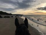 promenades a cheval cheval blonville deauville villers trouville loisir plage campagne